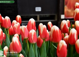 Tulipa Roman Empire ® (3)